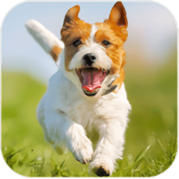 帕森斯犬模拟器官方版